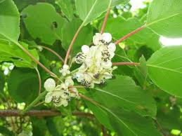 Image result for Actinidia
