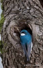 Tree Swallow Saw One Of These In Scarborough Maine Yesterday Beautiful Birds Pretty Birds Colorful Birds