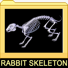 Rabbit Skeleton Bones 3ds
