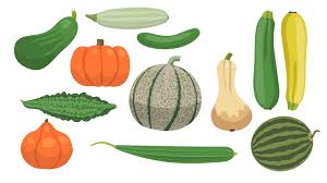 Bitter gourd is loaded with essential nutrients, minerals and vitamins which are essential to live healthy life. Cucurbit Crops Growing Guide And Farming Techniques