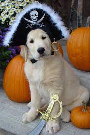 Check spelling or type a new query. The 40 Golden Retriever Halloween Costumes So Cute You Ll Cry The Paws