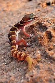 Black And White Striped Lizard Arizona Pin By Cindy Berkley On Here Lizard Lizard Lizard Reptiles Facts Reptiles Cute Reptiles