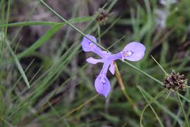 Image result for Moraea elliotii