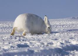 A depression in the ground or. Free Download Arctic Hare Wallpaper 4 Animal Lovers Wallpaper 3014x2153 For Your Desktop Mobile Tablet Explore 48 Hare Wallpaper Krishna Wallpaper For Desktop Hare Krishna Wallpapers Iskcon Wallpapers