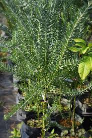 アカシア ミモザ ブルーブッシュ Nae Ya Herbal Tree Shop ハーバルツリーショップ なえや