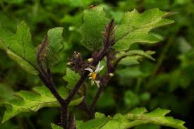 Image result for Solanum anguivi