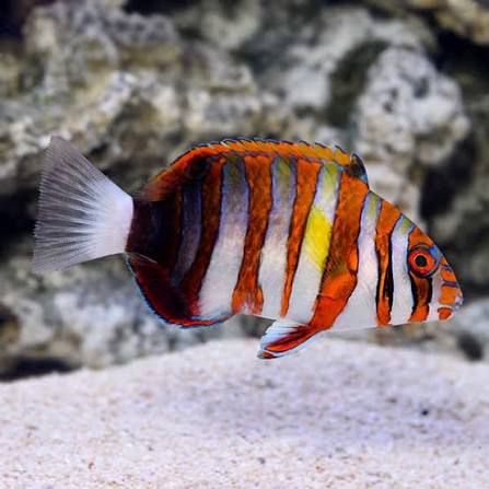 Harlequin Tusk : Saltwater Aquarium Fish for Marine Aquariums – LiveAquaria