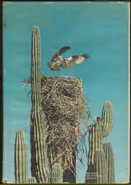 If you'd like to learn more. Cactus Nest Cacti And Succulents Cactus Flower Cactus