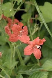 Image result for Rourea coccinea