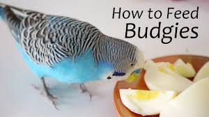 How To Feed Budgies Choosing The Right Foods Reedit Youtube