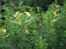 Image result for Barleria holubii