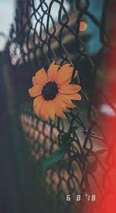 31 Ideas Photography Tumblr Instagram Pictures Nature Sunflower Wallpaper Aesthetic Iphone Wallpaper Aesthetic Backgrounds