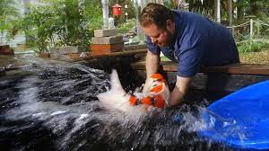 Don't ask a koi person how much their fish weigh. 60 000 Japanese Koi Fish Youtube