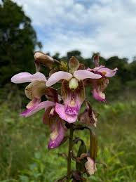 Image result for Eulophia horsfallii