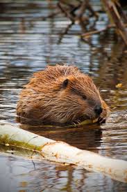 Beavers Animals Beautiful Beaver Animals Wild