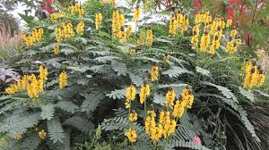 Image result for Senna didymobotrya