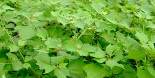 Image result for Triumfetta rhomboidea