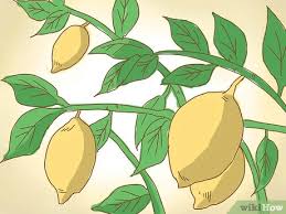 Comment Tailler Un Citronnier 12 Etapes Wikihow