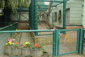 The following 2 files are in this category, out of 2 total. Moor Macaque Cage Tierpark Limbach Oberfrohna Zoochat