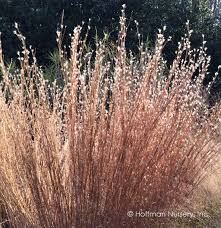 Image result for Andropogon schirensis