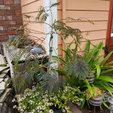 Albizia julibrissin is a deciduous tree or shrub of the albizia genus in the family leguminosae. Albizia Julibrissin Chocolate Fountain Silk Tree Chocolate Fountain Uploaded By Shelleysnyder