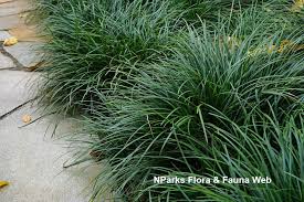 Image result for Ophiopogon