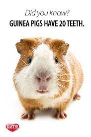 Pin On Small Animal Care