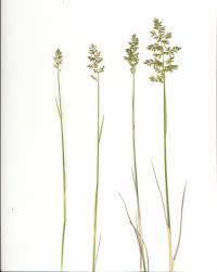 Image result for Poa schimperiana