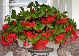 Pin By Malmborg S Garden Center On Impatiens Alternantives Begonia Dragon Fresh Flowers Arrangements Begonia