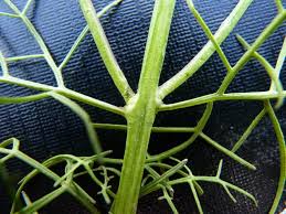 Image result for Rhamphicarpa