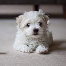 They represent everything class and beauty with a dash of love. 1 Maltese Puppies For Sale In Houston Tx Uptown