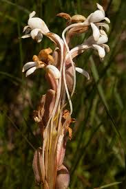 Image result for Satyrium buchananii