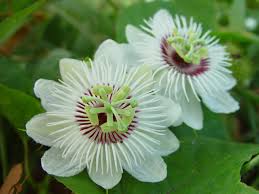 We did not find results for: Passiflora Foetida Wikipedia