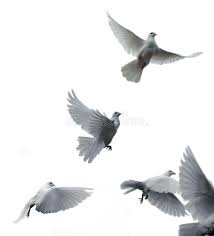 Black And White Pigeon Drawing Carrier Pigeons White Pigeons Flying On A White Background Spon White Pigeons Carrier Background White Pigeon Pictures White Pigeon Stock Images