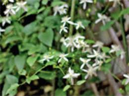 Maybe you would like to learn more about one of these? The Greenskeeper The Cloying Clematis