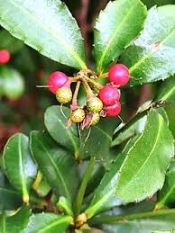 Image result for Ardisia staudtii