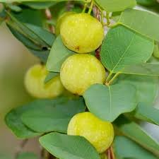 Image result for Pseudolachnostylis maprouneifolia