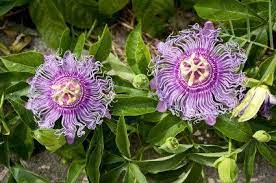 Pin By Teresa Jones On Flowers In 2021 Purple Passion Flower Passion Flower Plant Passion Flower