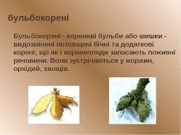 05 ноября 2020 твой профильный класс ответил: Korin Korenevi Sistemi Vidozmini Korenya Prezentaciya Z Biologiyi