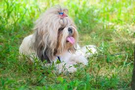 She loves running in the garden with our second dog jerry. Teacup Shih Tzu The Ultimate Guide To This Tiny Fluffy Dog