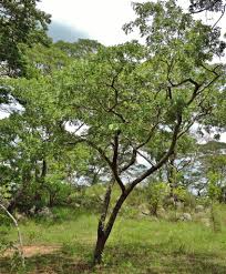 Image result for Julbernardia