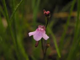 Image result for Genlisea hispidula