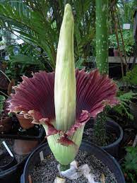 World S Most Bizarre Plants Corpse Flower Plants Corpse Flower Trees To Plant