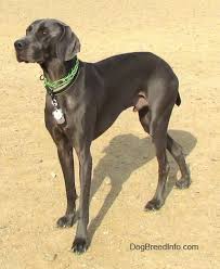 Check spelling or type a new query. Weimaraner Dog Breed Information And Pictures