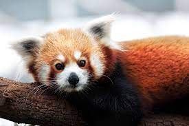 Red Pandas Are Actually 2 Separate Species Red Panda Panda Species Cute Animals