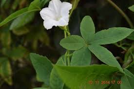 Image result for Merremia palmata