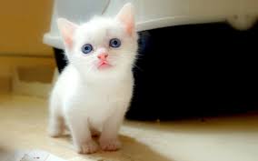 Pictures of cute kittens everywhere!!! White Beauty Cute Little Kittens Kitten Wallpaper White Kittens