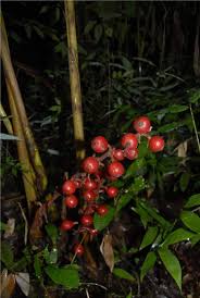 Image result for Renealmia