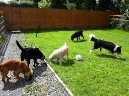 We did not find results for: Happy Tails Boarding Kennels Reviews Facebook