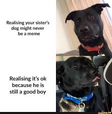 Realising Your Sister S Dog Might Never Be A Meme Realising It S Ok Because He Is Still A Good Boy Ifunny Memes Funny Memes Popular Memes